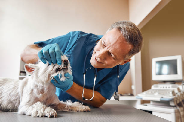 Best 24-Hour Emergency Dental Care in Thorp, WI